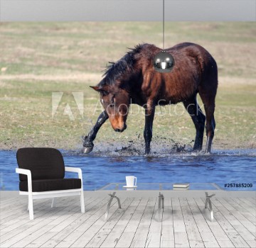 Picture of Wild brown horse play at water